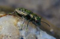 Elaphrus riparius