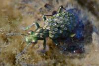 Elaphrus riparius