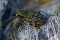 Elaphrus riparius
