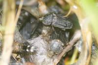 Thanatophilus sinuatus