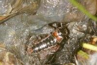 Aleochara clavicornis