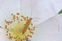 Oedemera podagrariae