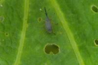 Rhopalapion longirostre