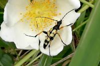 Rutpela maculata