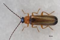 Rhagonycha lutea
