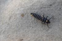 Anatis ocellata