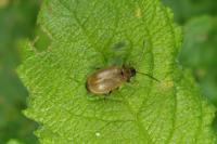 Lochmaea capreae