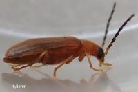 Conopalpus testaceus