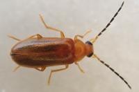 Conopalpus testaceus