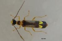 Malthinus flaveolus