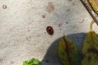 Adalia decempunctata