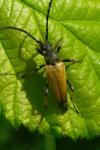 Stictoleptura rubra