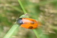 Clytra quadripunctata