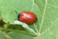 Chrysomela populi