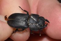 Dorcus parallelipipedus