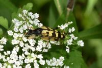 Rutpela maculata