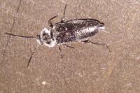 Hylotrupes bajulus