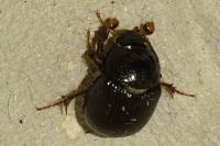 Odonteus armiger