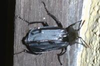 Necrodes littoralis