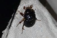 Odonteus armiger
