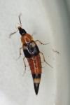 Lordithon lunulatus