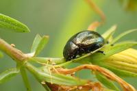 Chrysolina hyperici