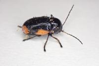 Cryptocephalus moraei