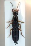 Ocypus brunnipes