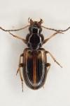 Acupalpus meridianus