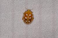Halyzia sedecimguttata