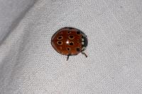 Anatis ocellata