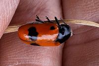 Clytra laeviuscula