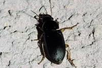 Pseudoophonus rufipes