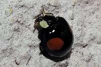 Harmonia axyridis