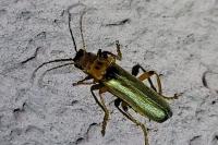 Cantharis