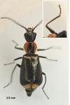 Axinotarsus pulicarius