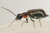 Axinotarsus pulicarius