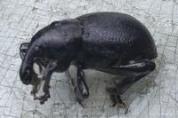 Liparus coronatus