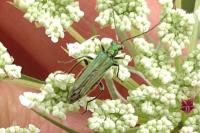 Oedemera nobilis