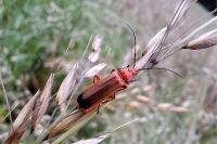 Rhagonycha fulva