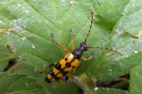 Rutpela maculata