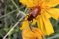 Exosoma lusitanicum