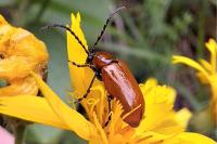 Exosoma lusitanicum