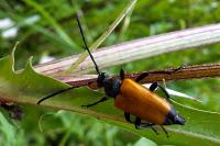 Stictoleptura fulva