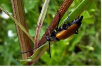 Stictoleptura fulva