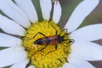 Stenurella bifasciata