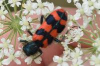 Trichodes alvearius
