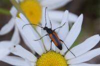 Stenurella melanura