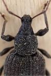 Otiorhynchus rugosostriatus