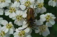 Pseudovadonia livida